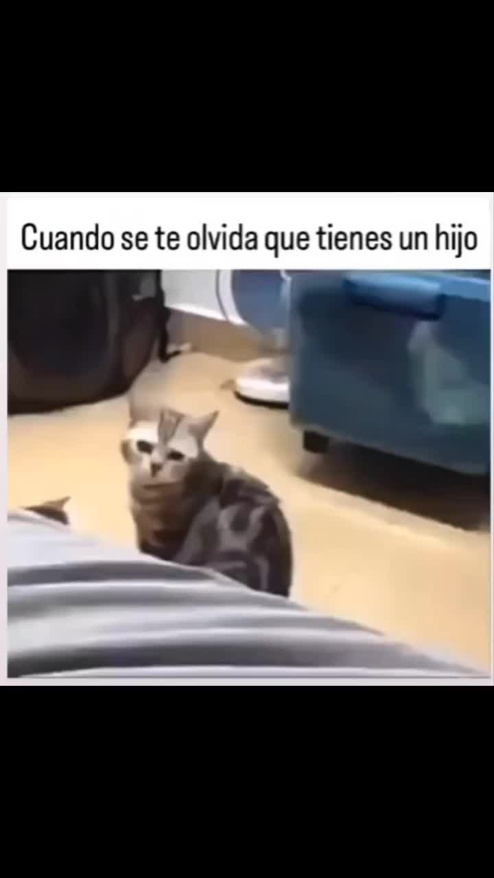 @el panda solitario