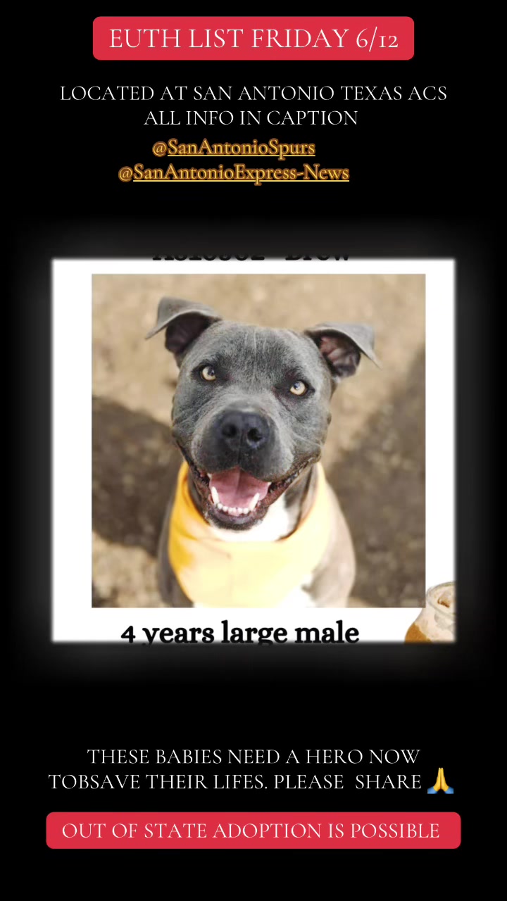 @@rescuedogs911