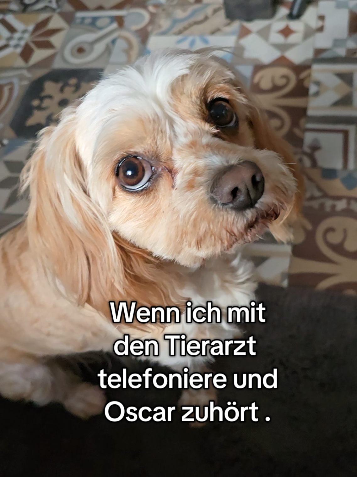 @Jazzy&Oscar's Hundeblog