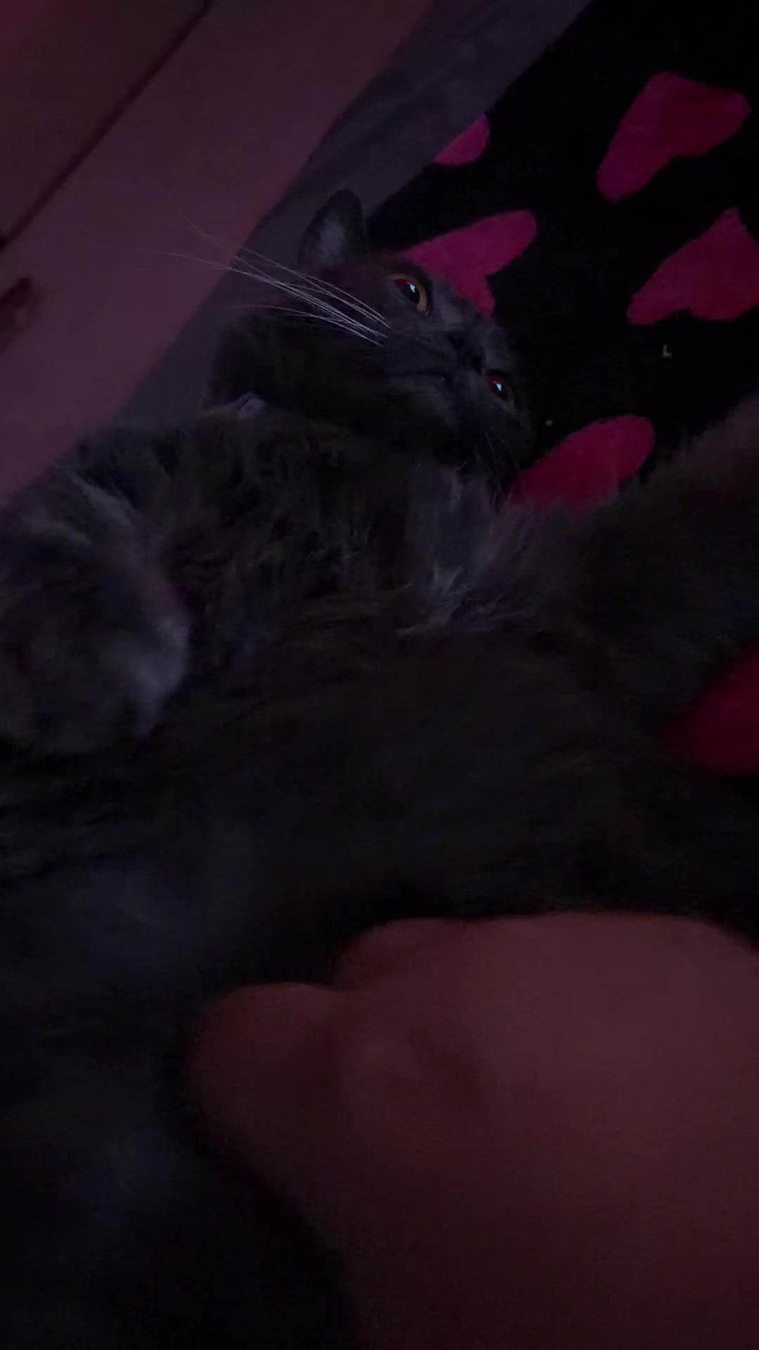 @zeldathecutecat