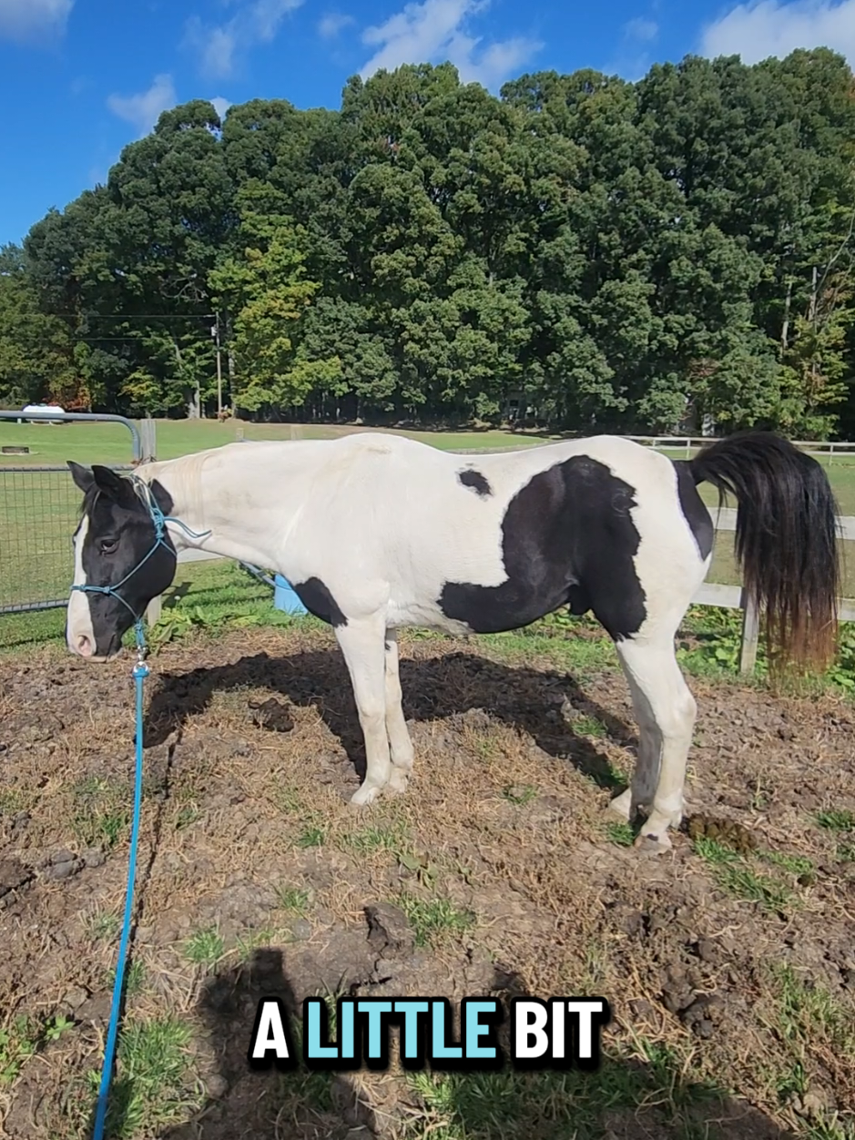 @minihorsemomandtrainer🐴🐴🐴🐴
