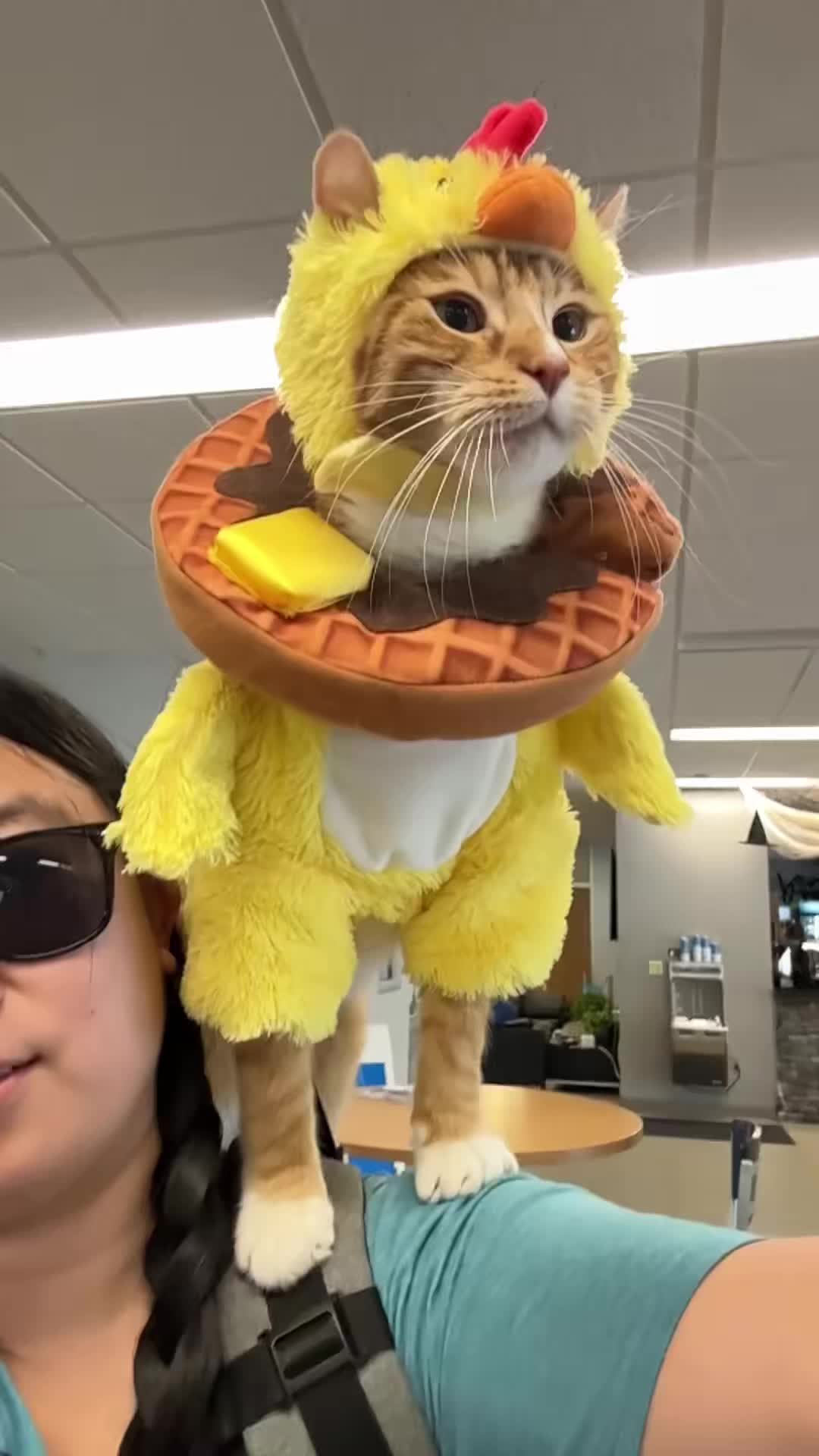 @catnamedcalvin