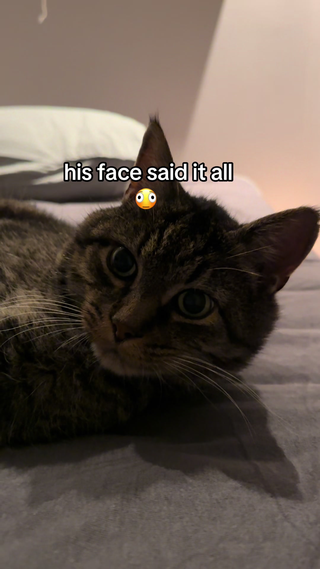 @Joep_the_ rescuecat