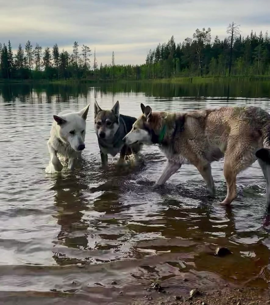 @Mehrere Hunde, ein Team!