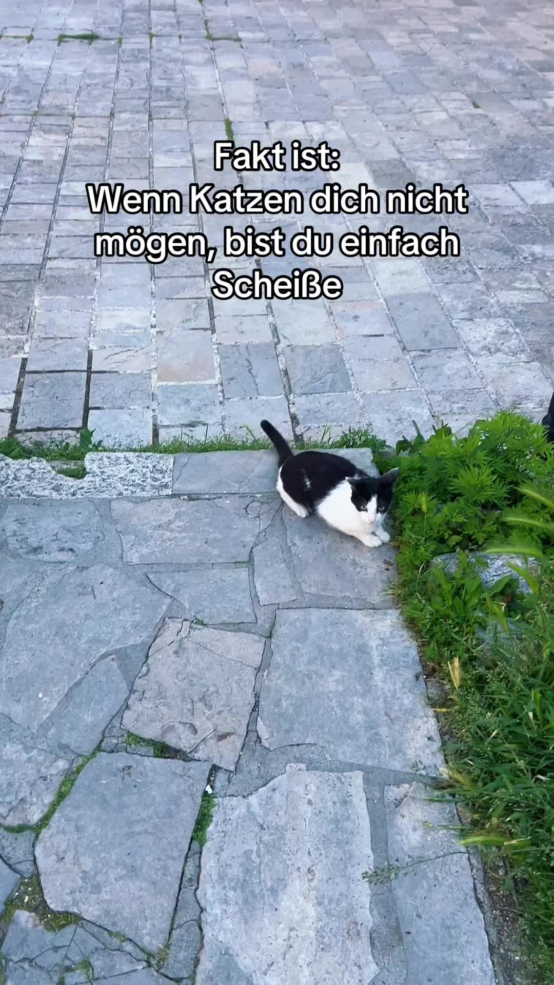 @derbalkanese