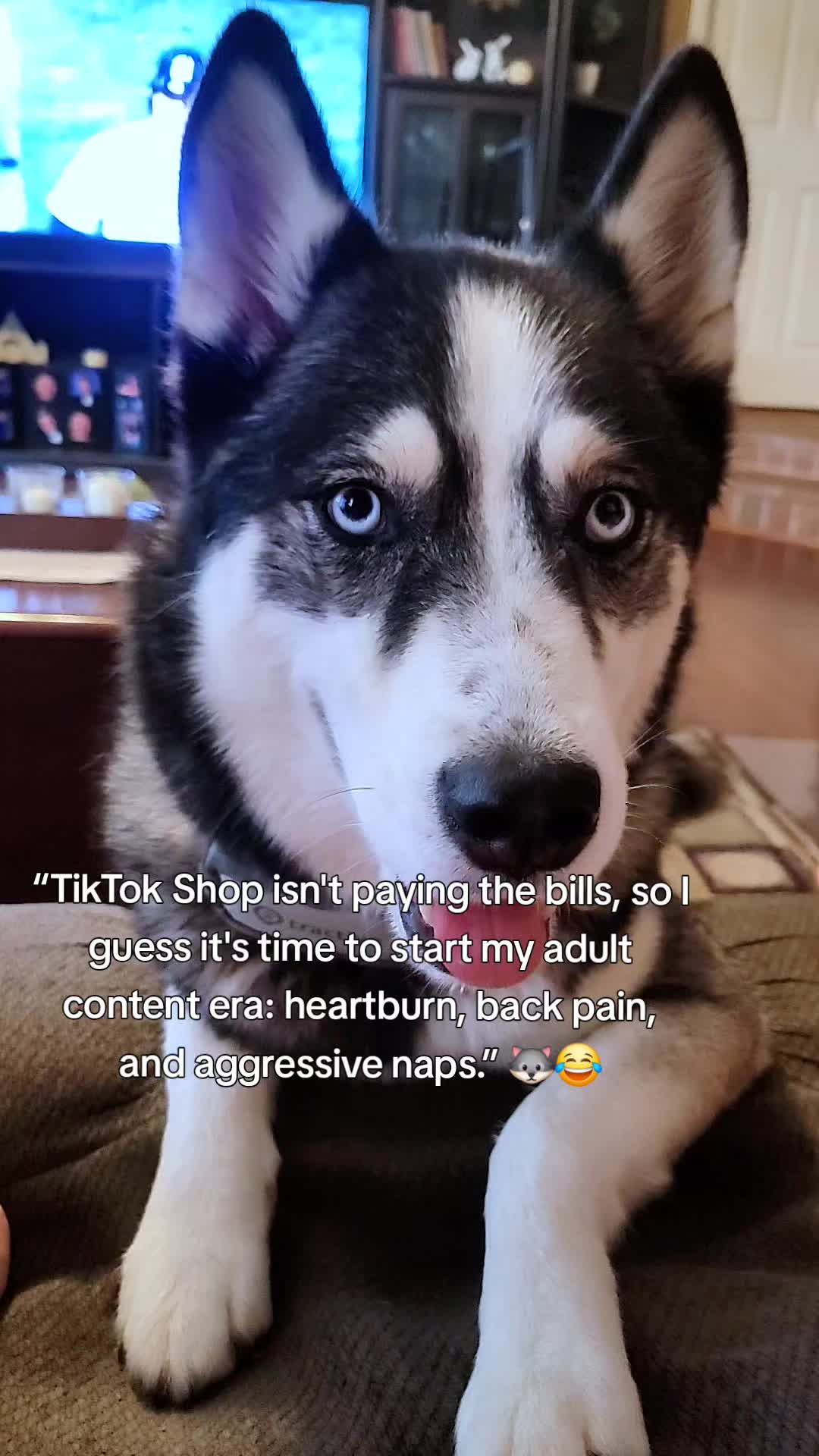 @the Hussey Husky