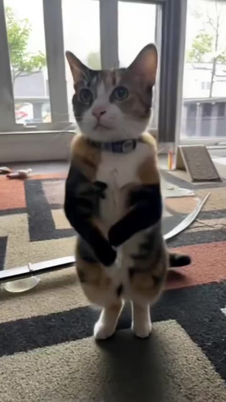 @Adventures of Baby Kitty
