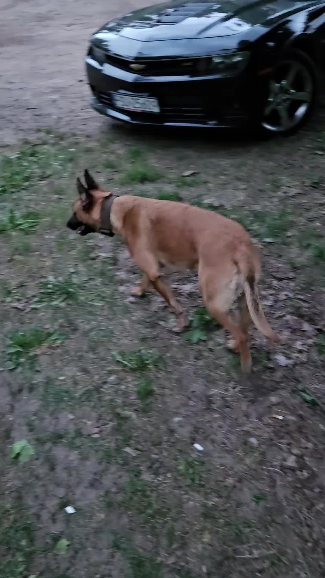 @Poppy Malinois, Korina & 🤡