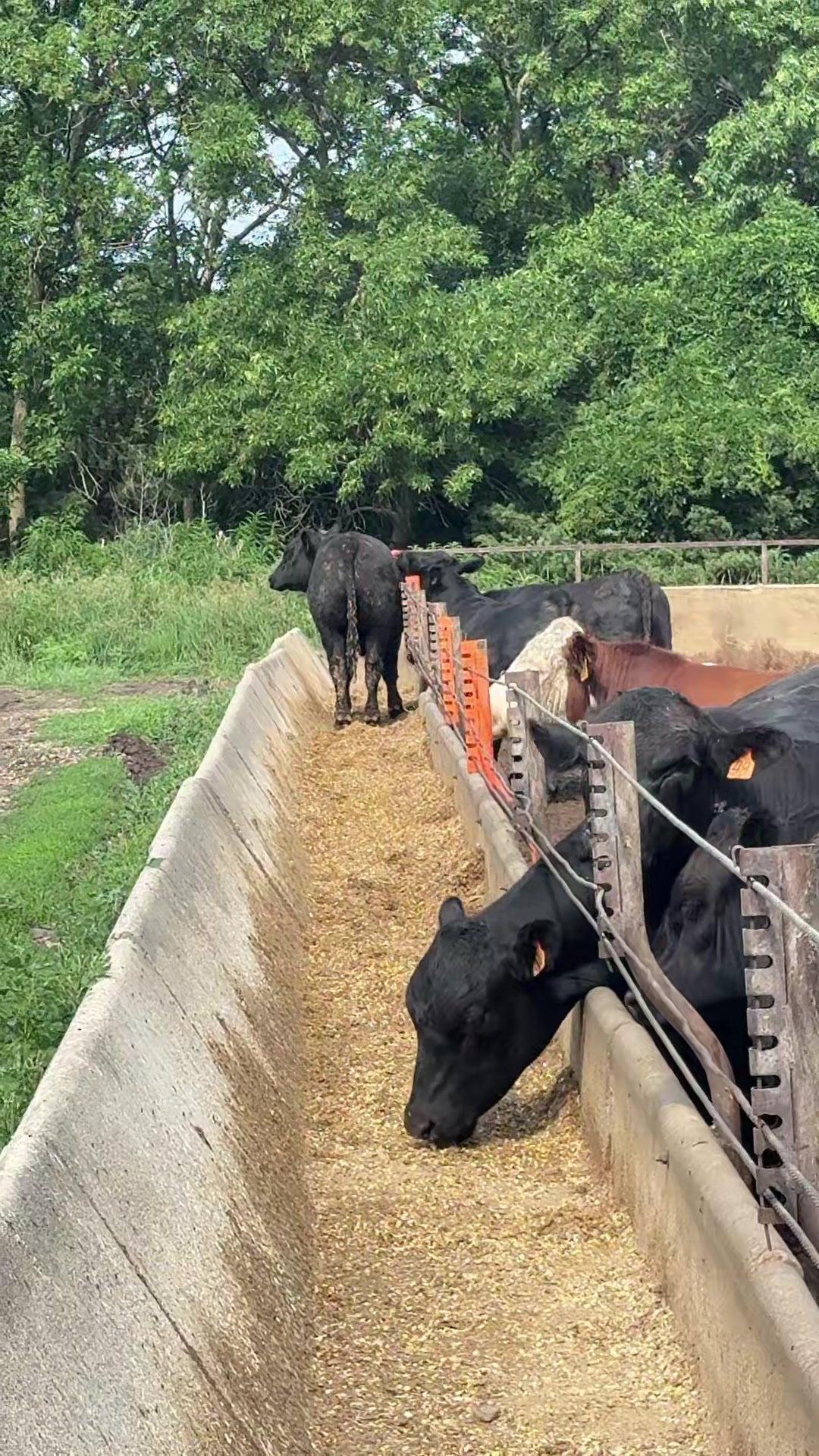 @Vos-Cattle-Co