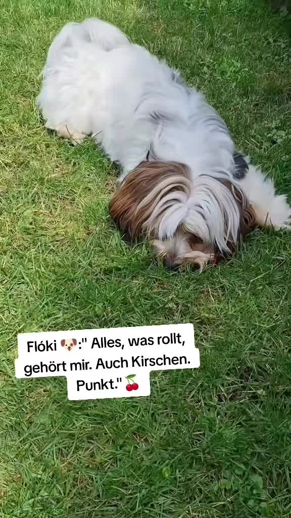 @12Pfoten&die Fellnasenmanager