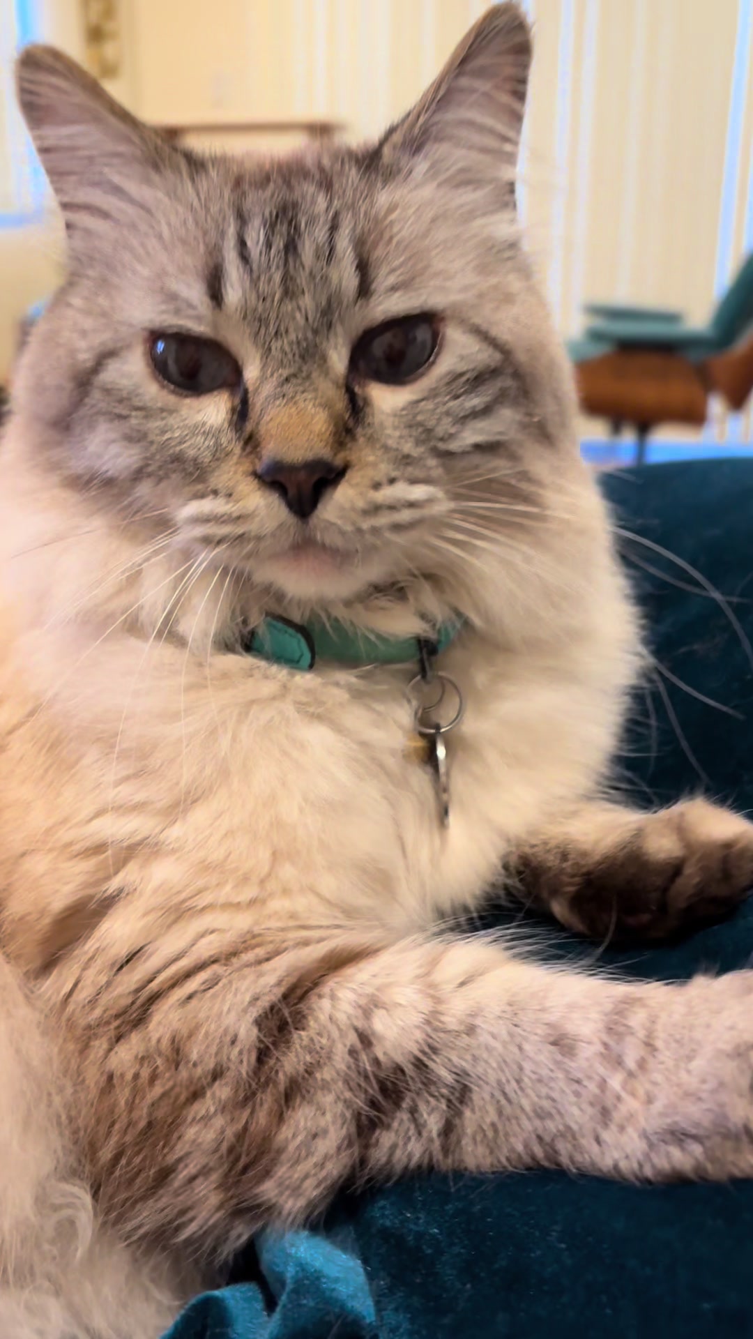 @Brock Meowsnar