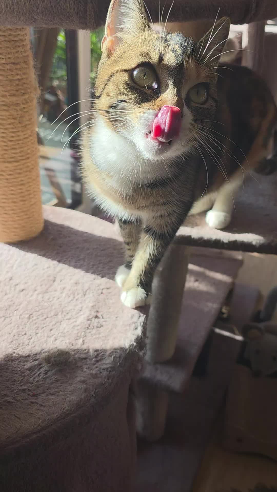 @diana🐱🐈🐈🐈