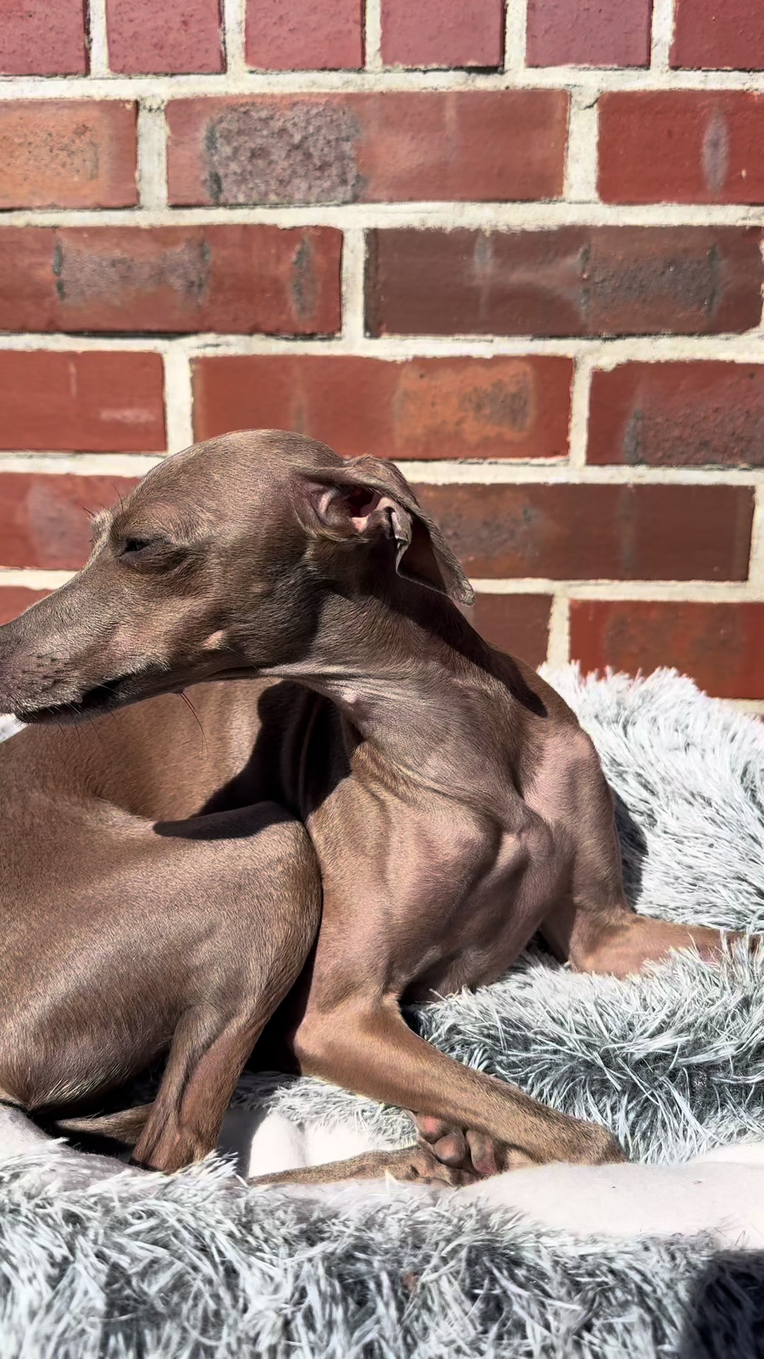 @🐾greyhound🐾