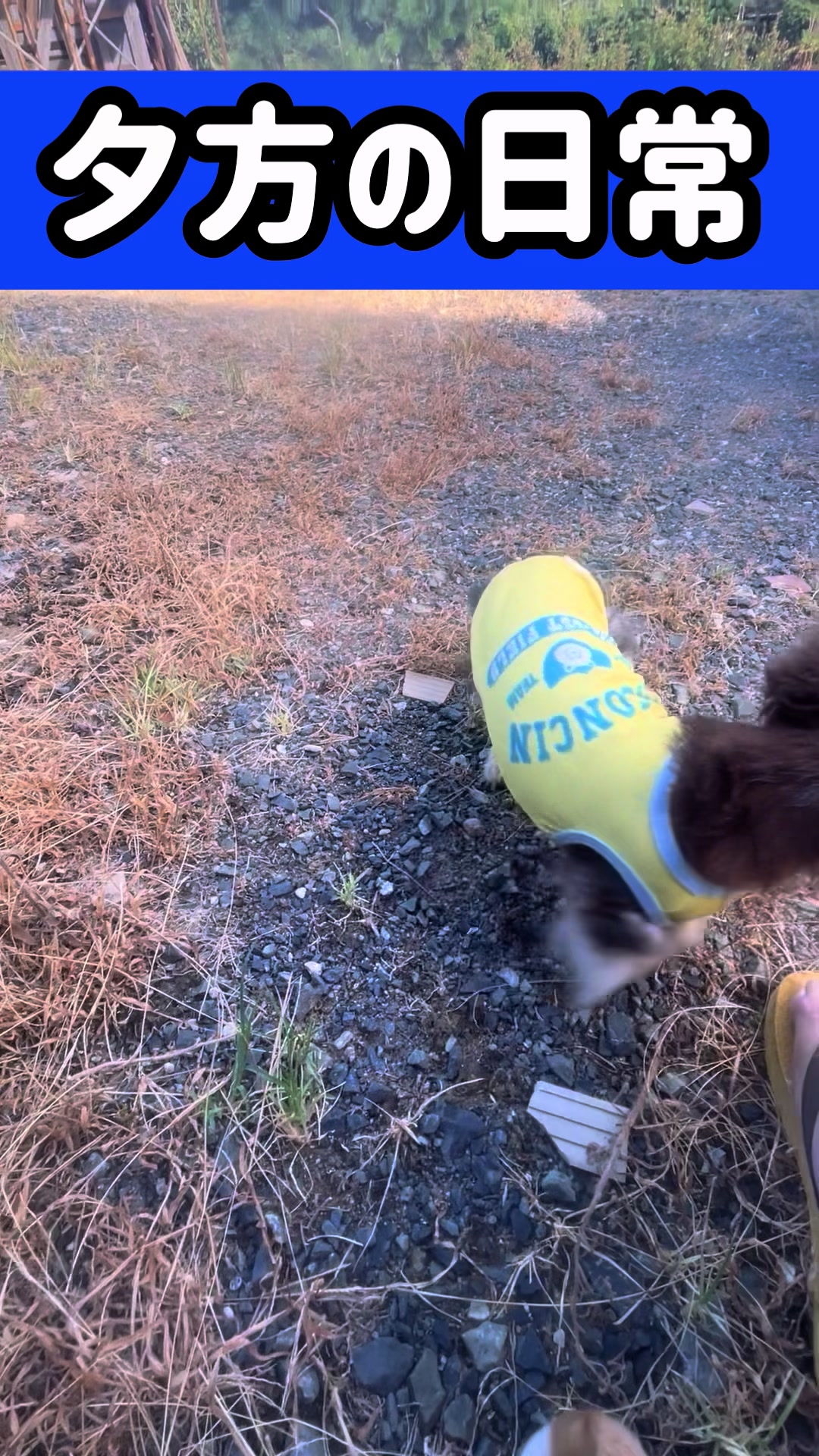 @藤原 政宗 動物好き❤️飛行機好き❤️