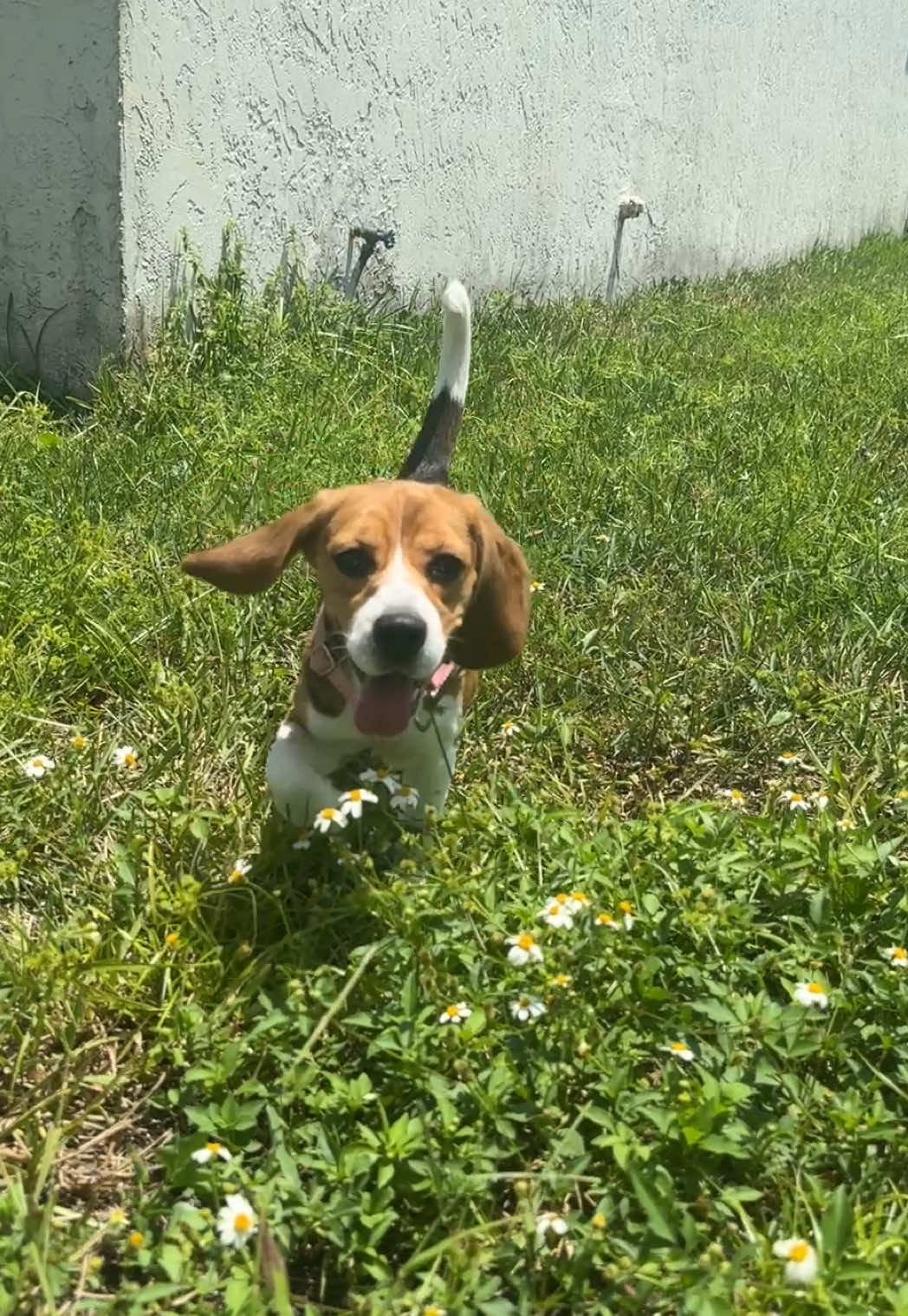 @Rare the Rescue 🐶🐾💕