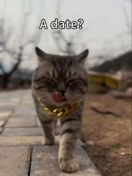 @PawBuddieshome