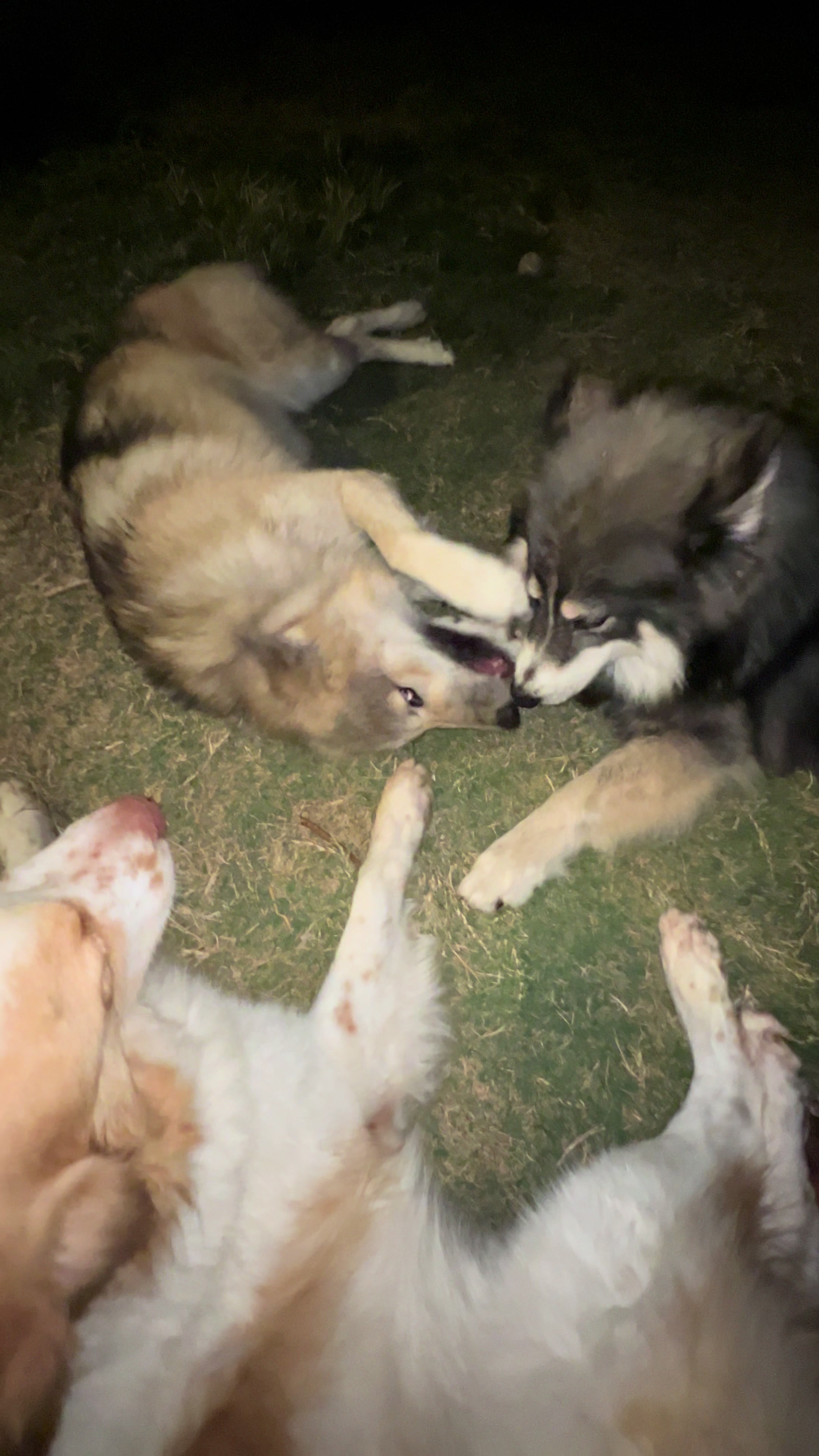 @Neko, Tokahli and Bear