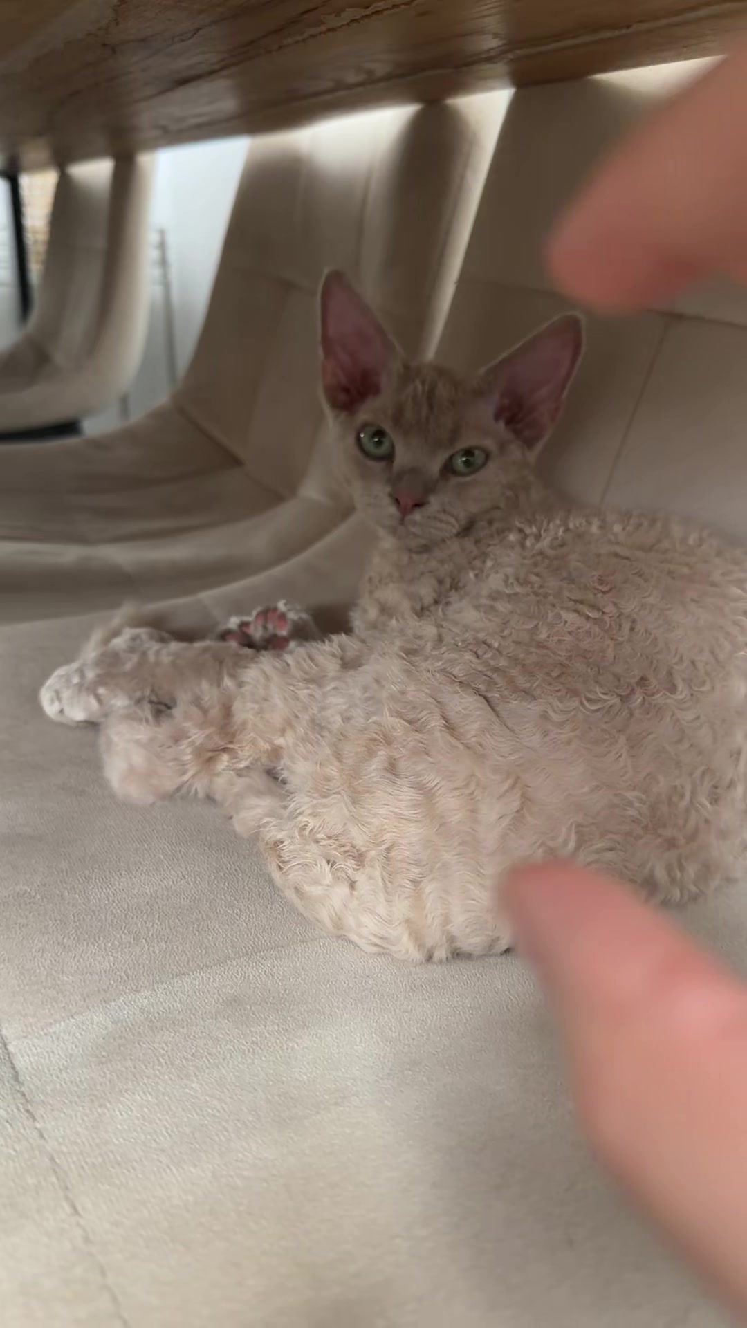 @TugbasCats