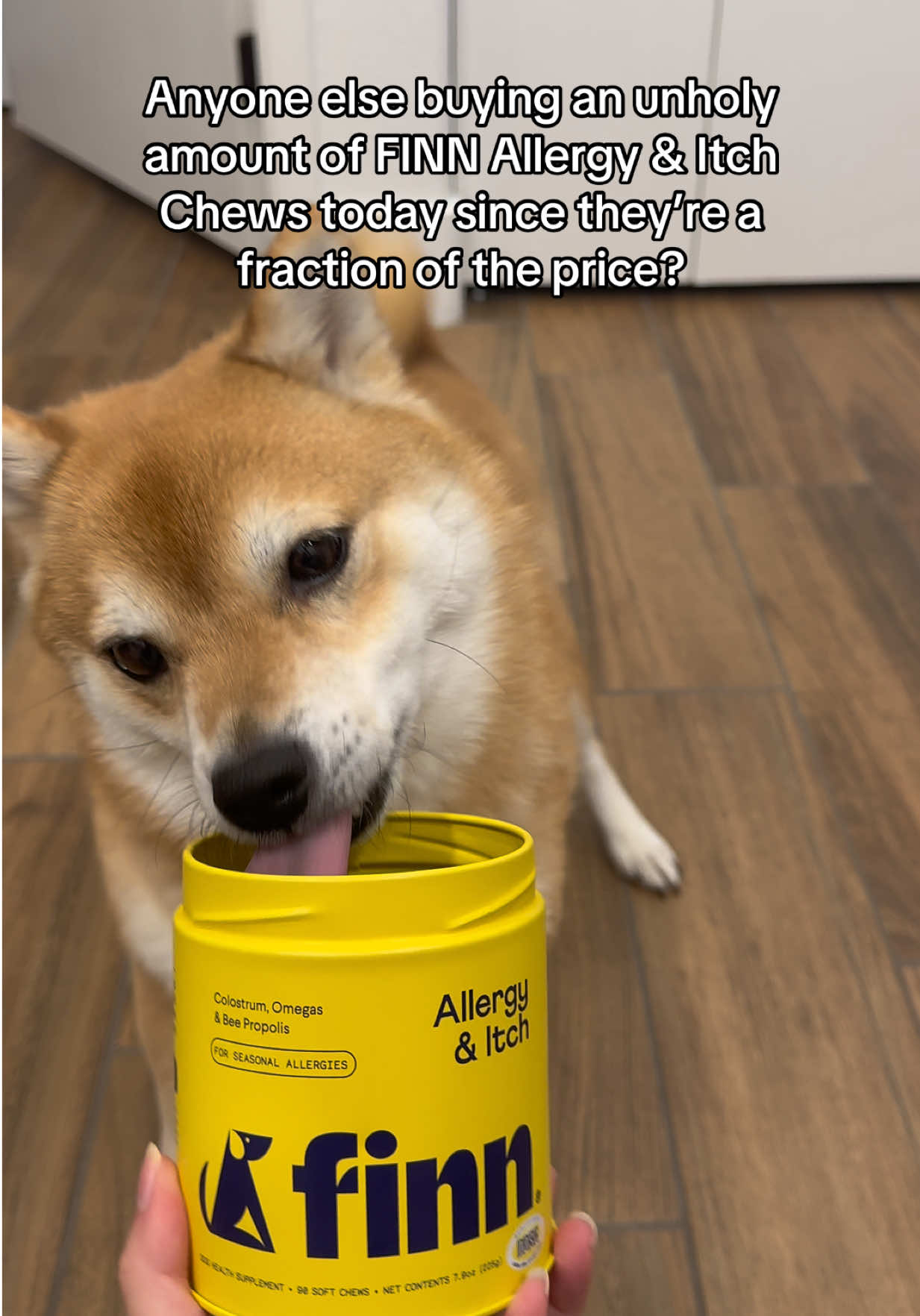 @Flock of Shibas 🐕🐕🐕