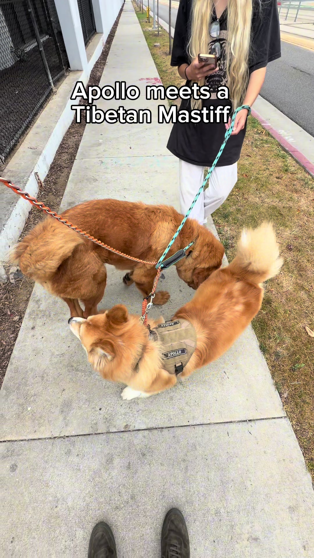@apollothecorgimute