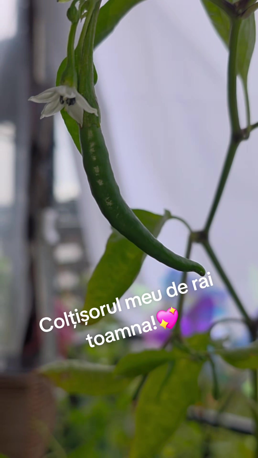 @🇩🇪🦉🖤Anușka🖤🦉🇷🇴