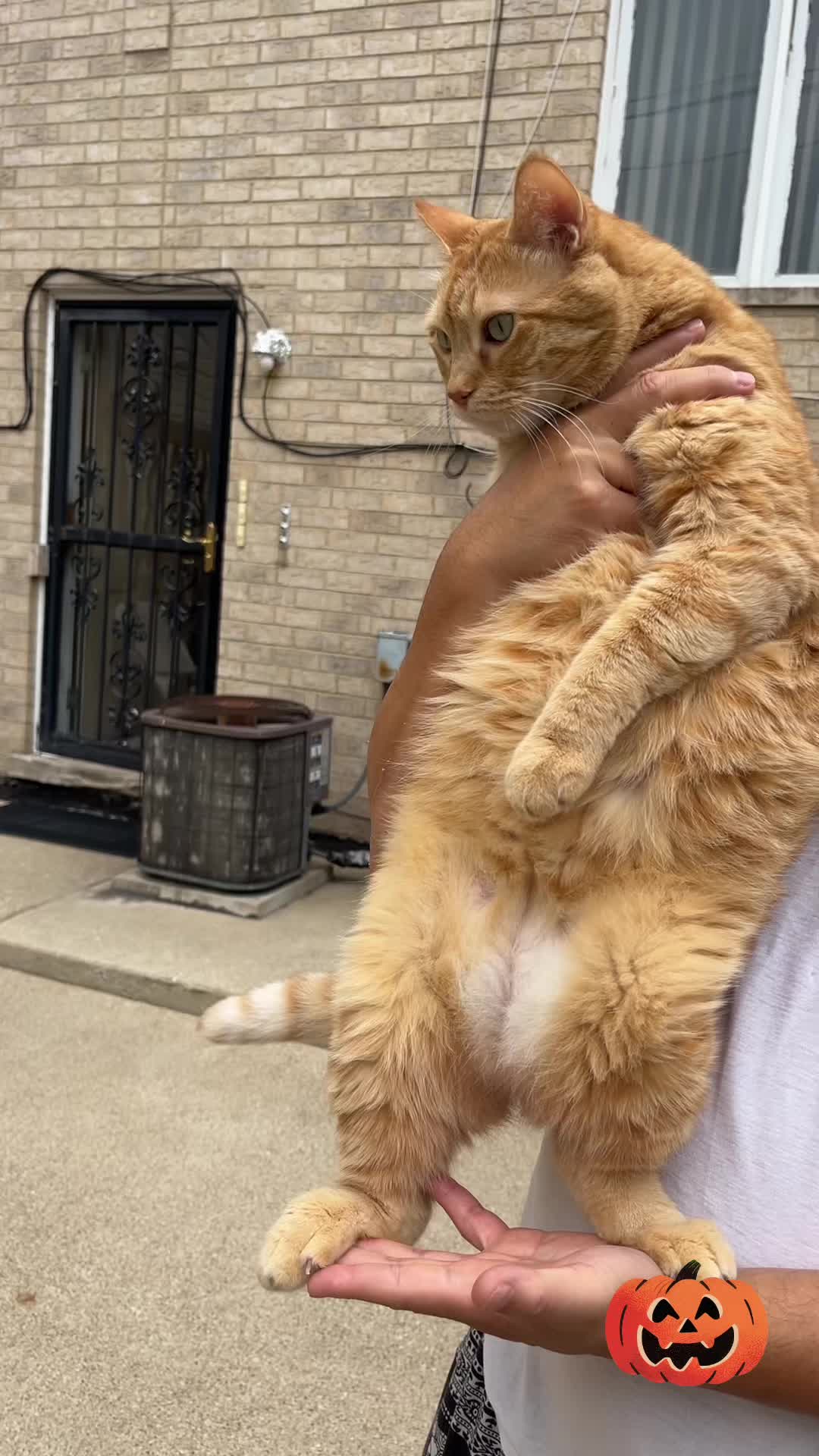@crazy kitty