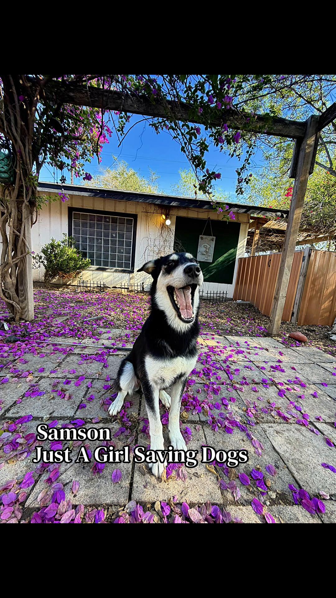 @Just A Girl Saving Dogs