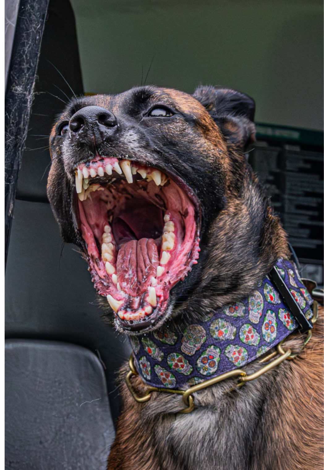 @dogstrainjen