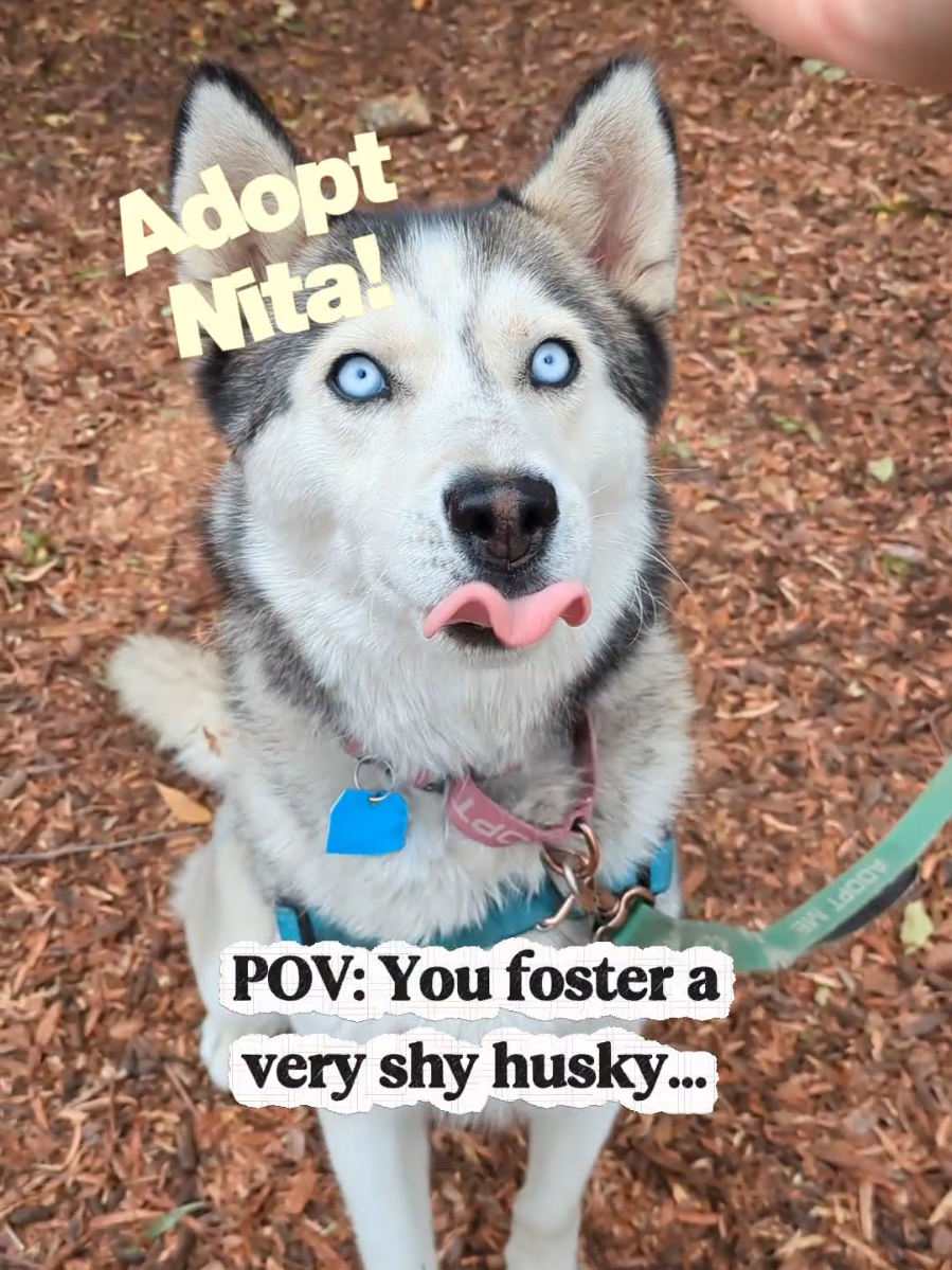 @Oakland Animal Services