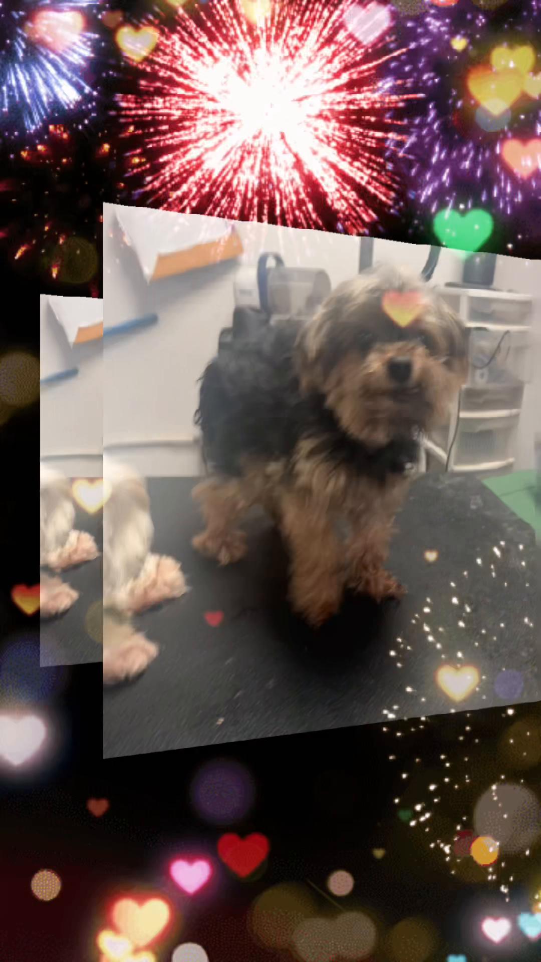 @Doggie Dog World
