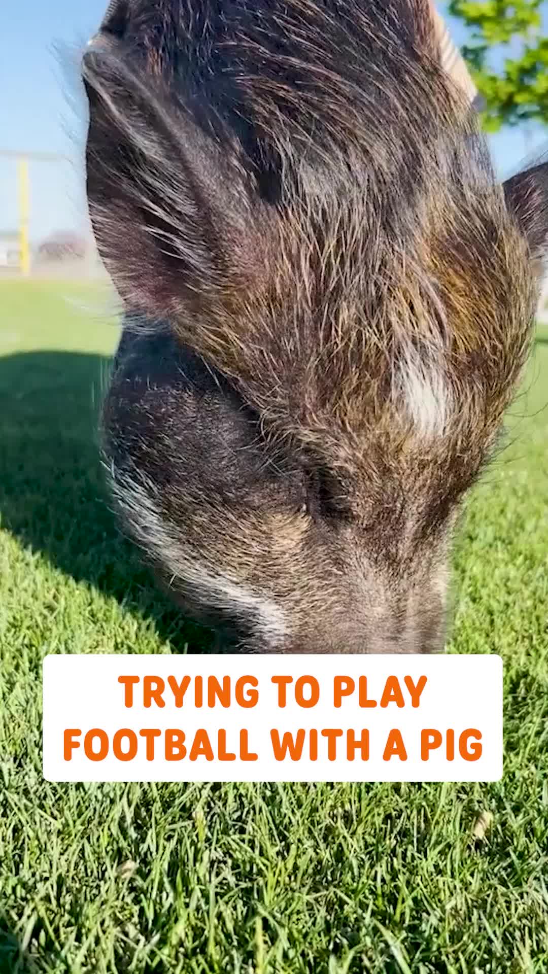 @Pawsome Pets