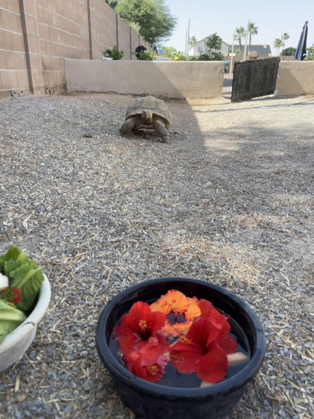 @Rail 🐢