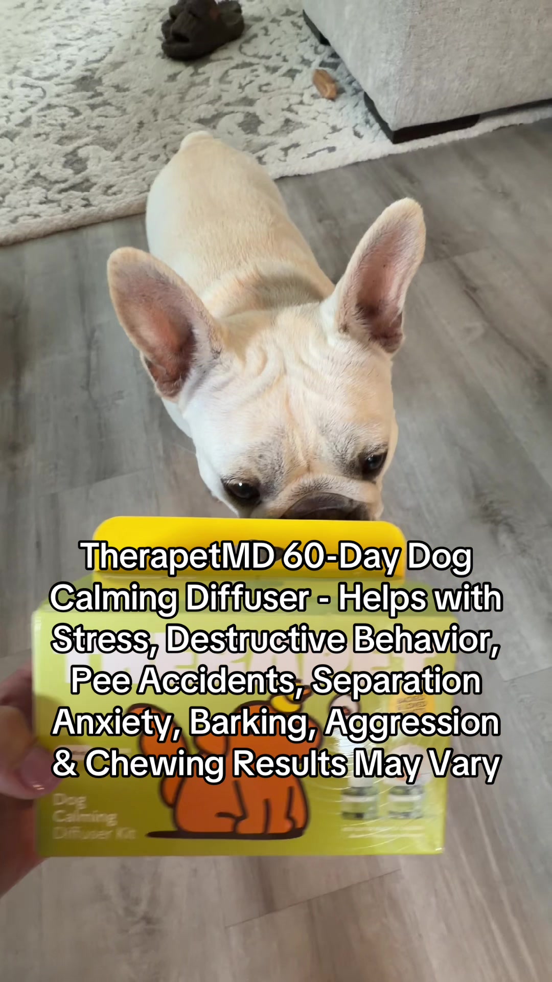 @Bagel the OG Frenchie