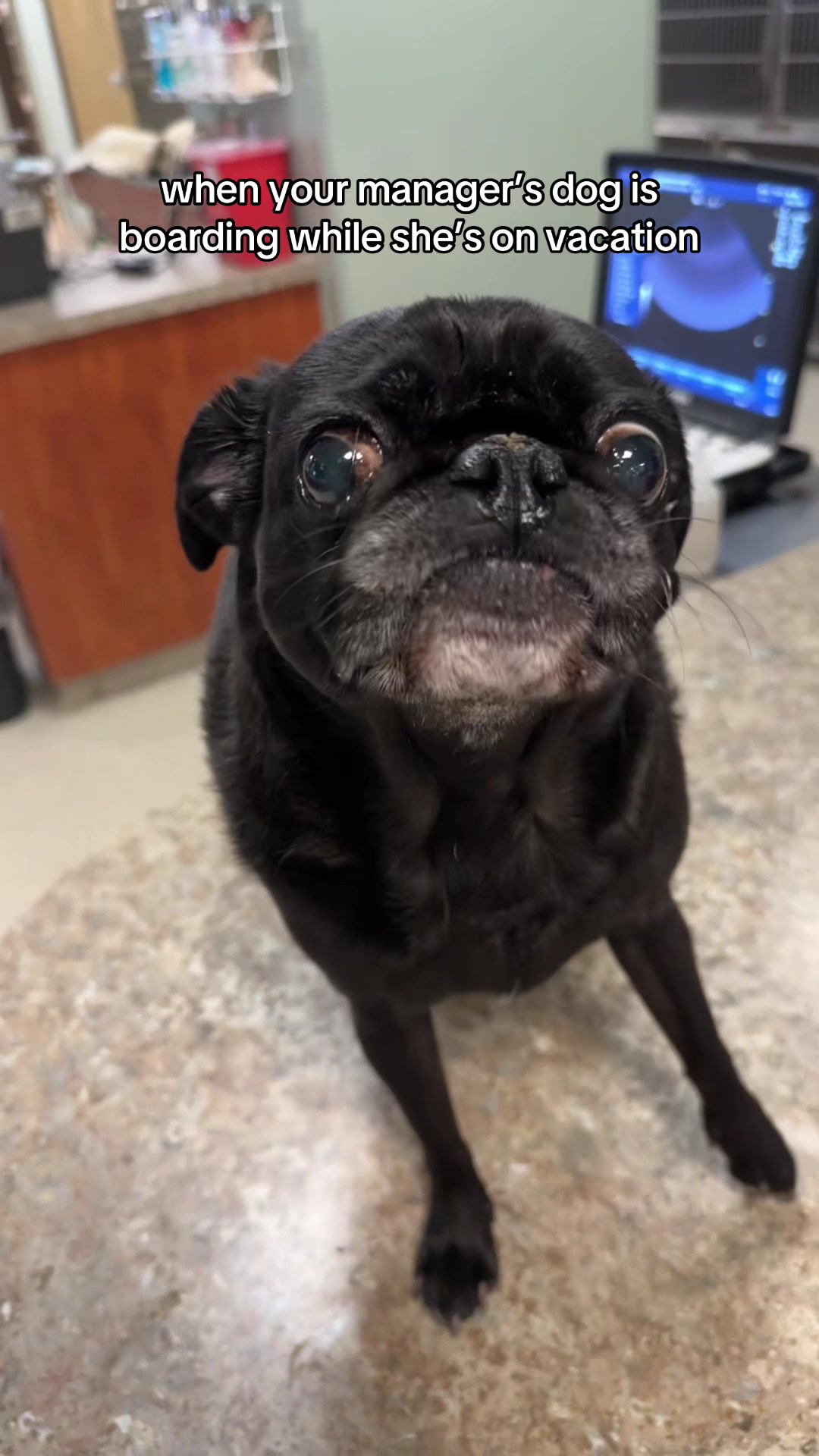 @Dreaming Summit Animal Hosp