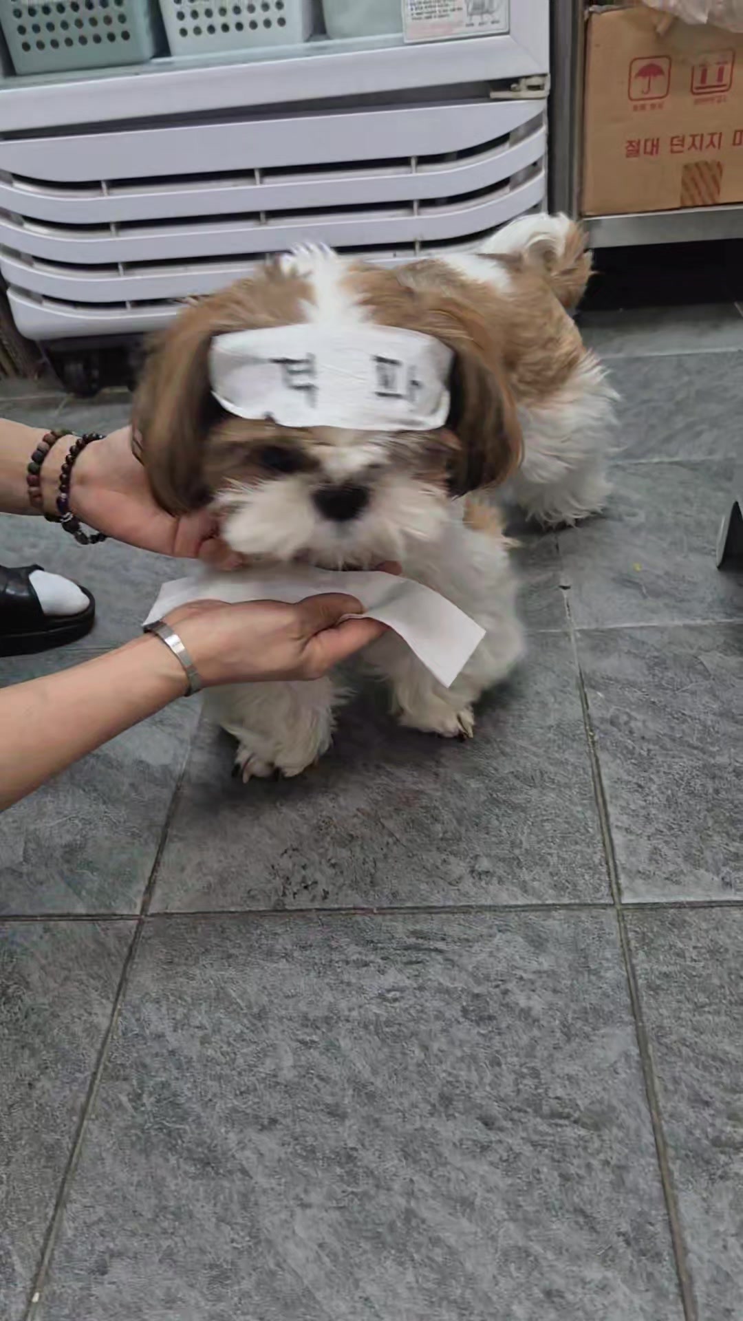 @머루는 시츄