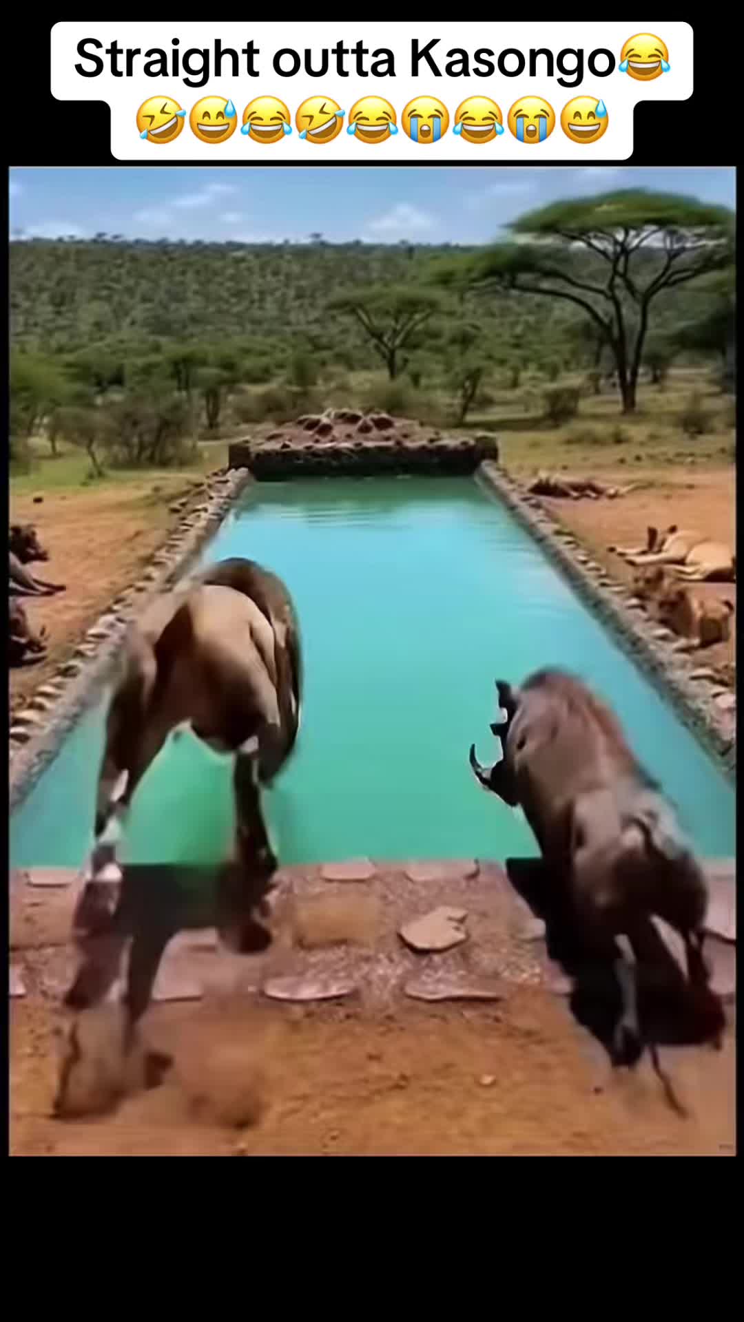 @Roi De la Jungle