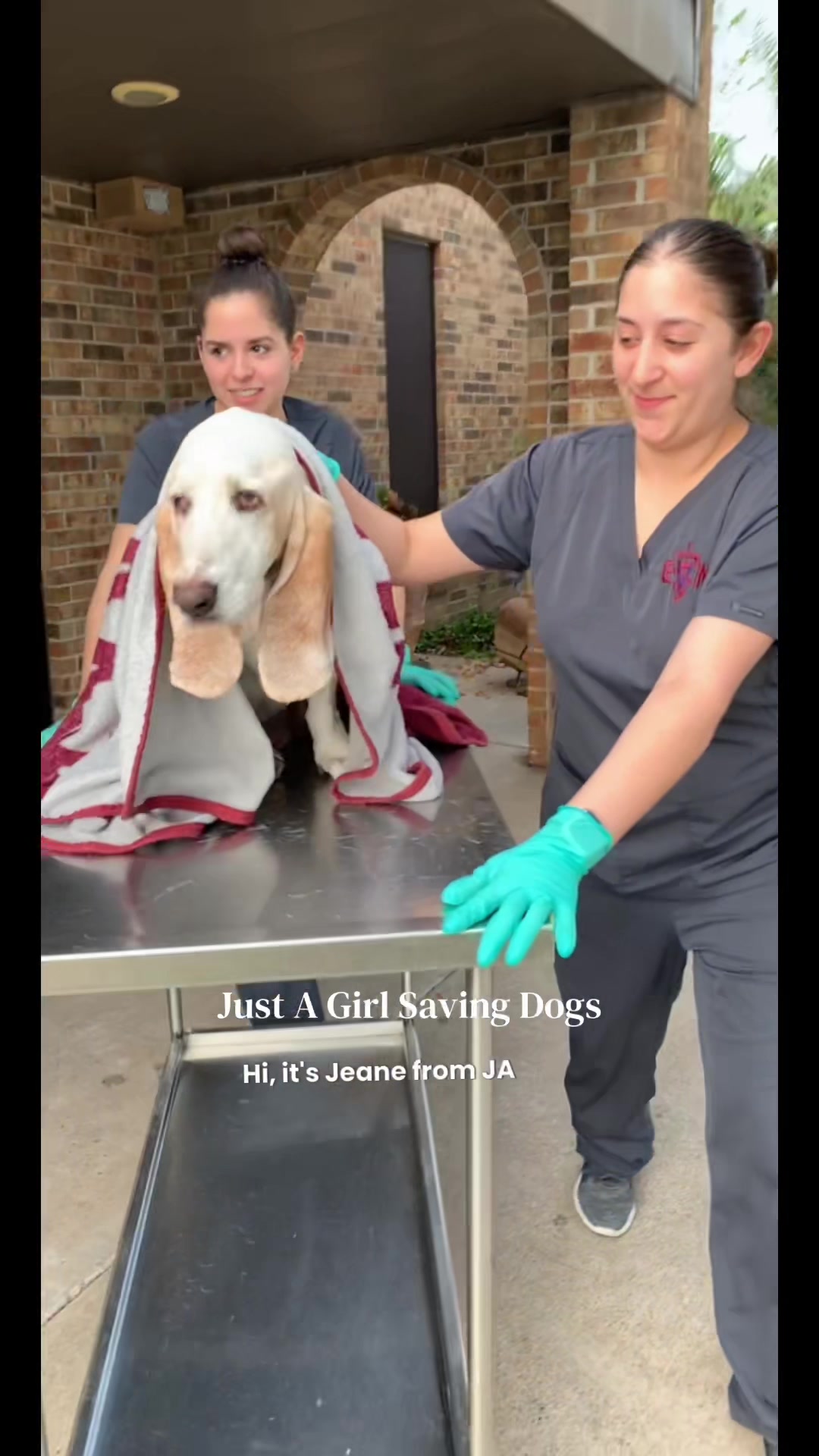@Just A Girl Saving Dogs