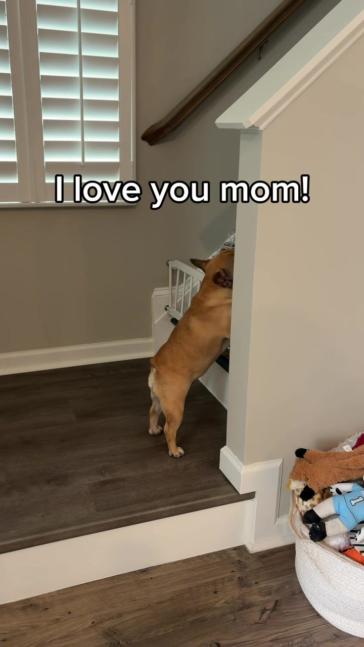 @Archie The Frenchie