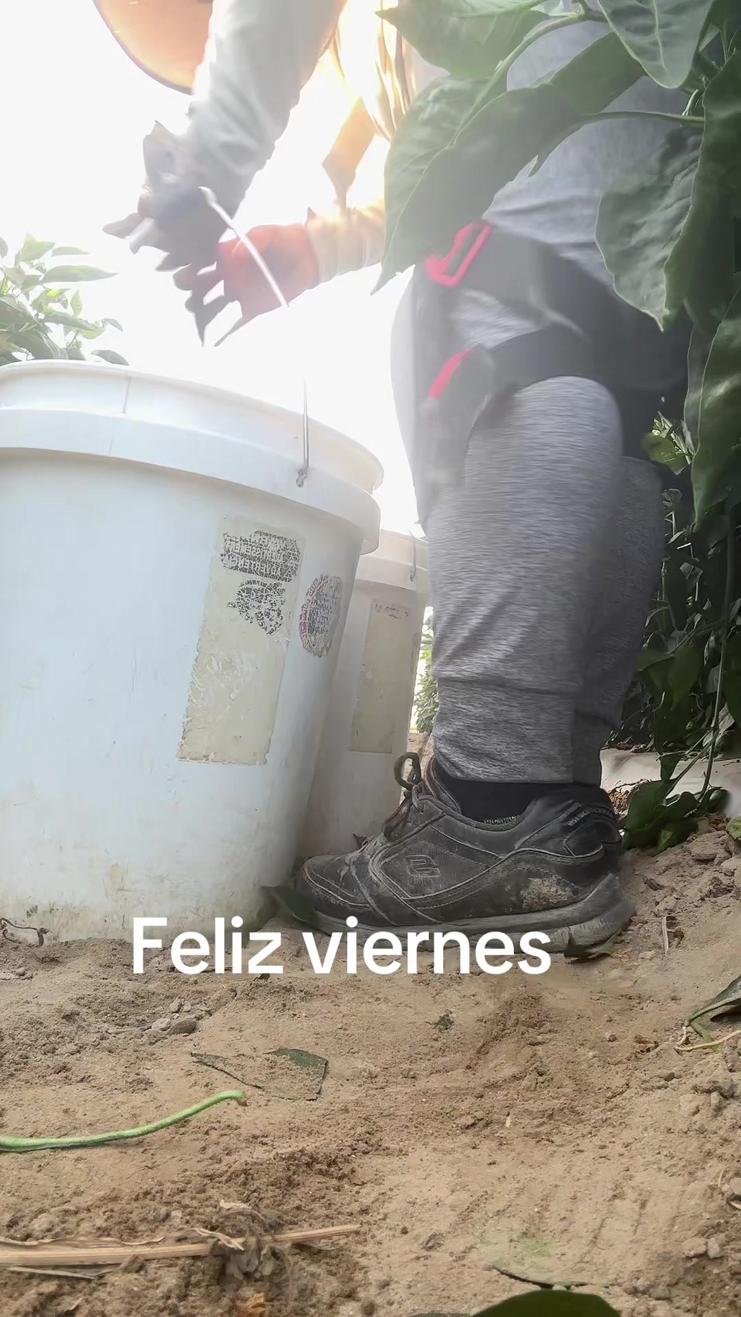 @Yazmin Santos
