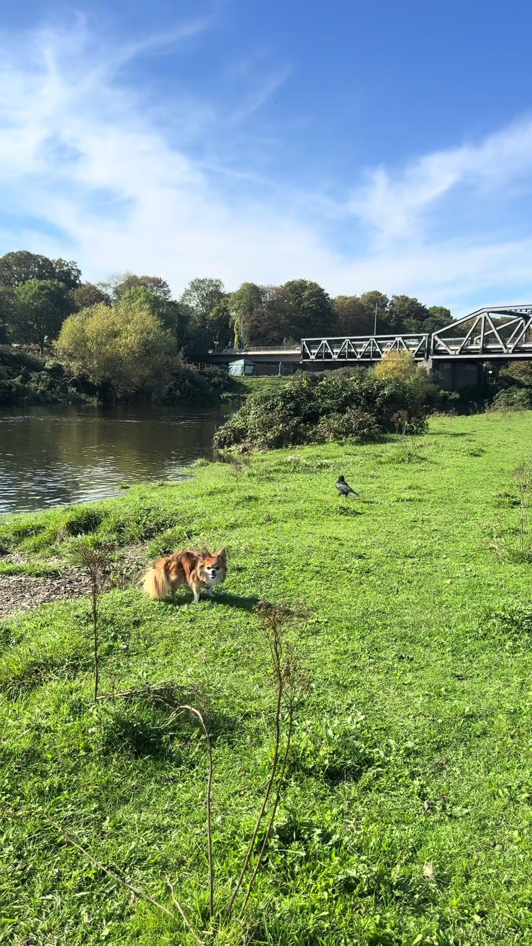 @DogWalk78