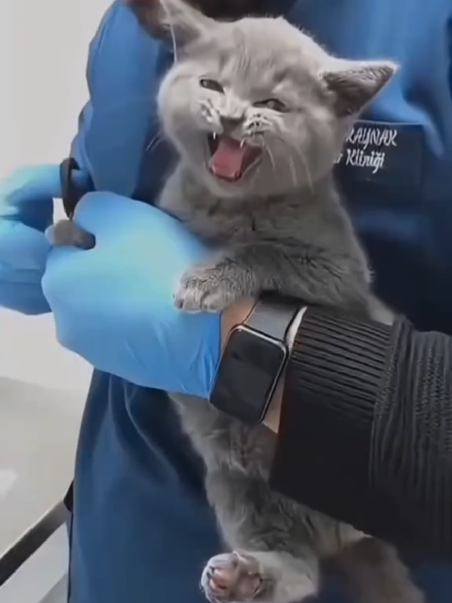 @Paw Pet