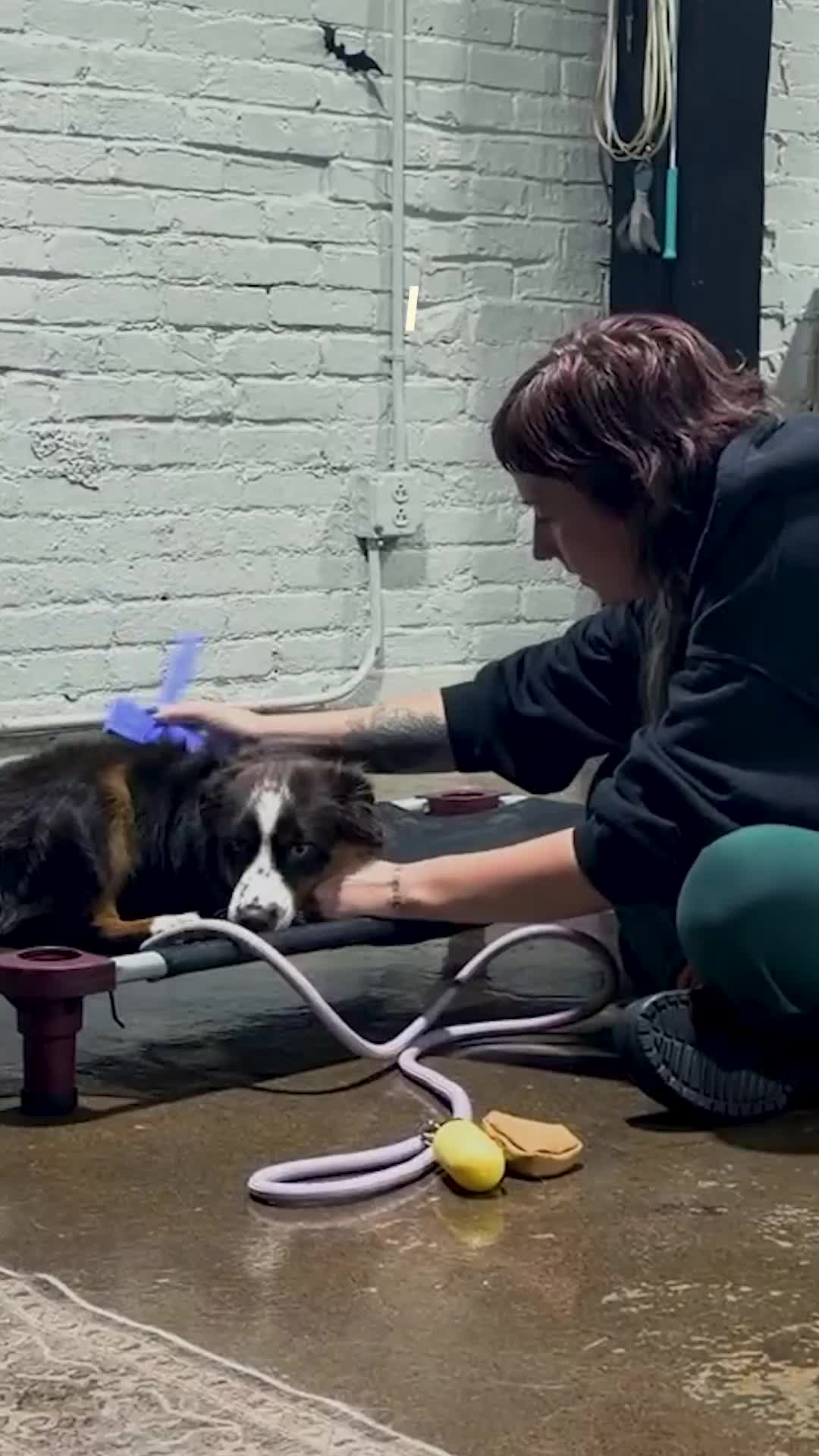 @Miracle K9 Training