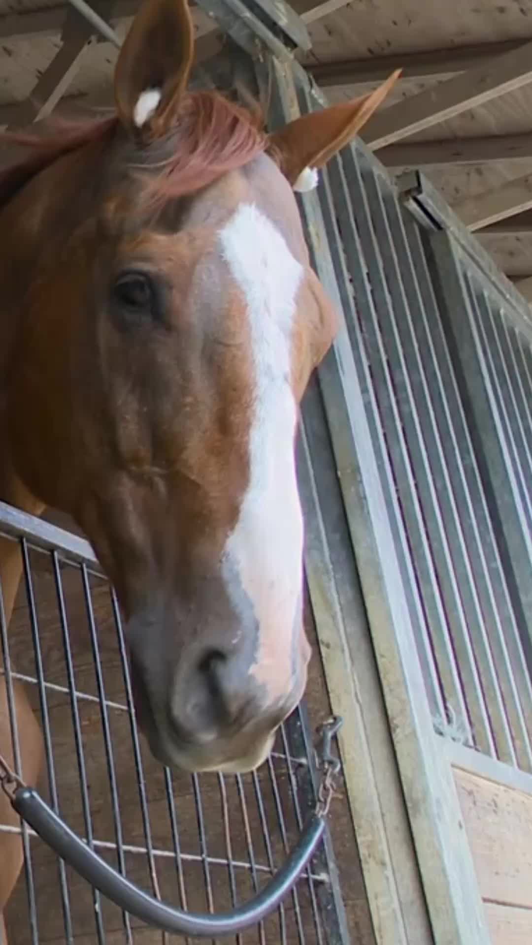 @Breeders&rsquo; Cup