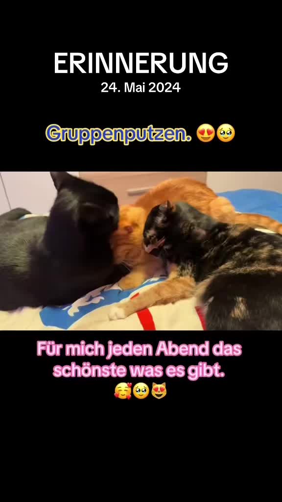 @Die süße kleine Katzencrew