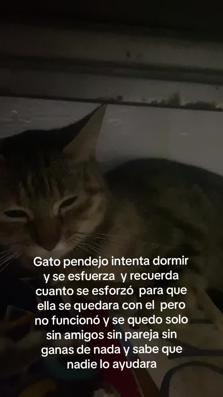 @Proyectadas_Lispk