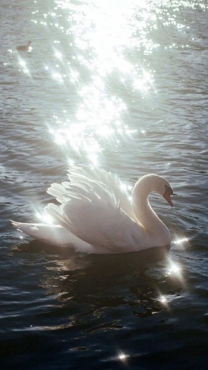 @Meliha🦢🎀