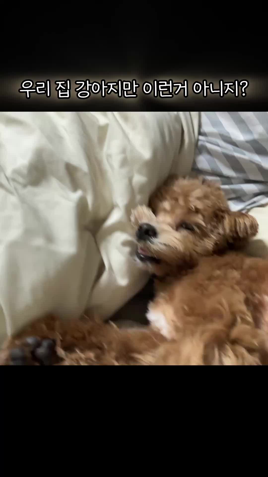 @말티푸 하루 🐾🐶