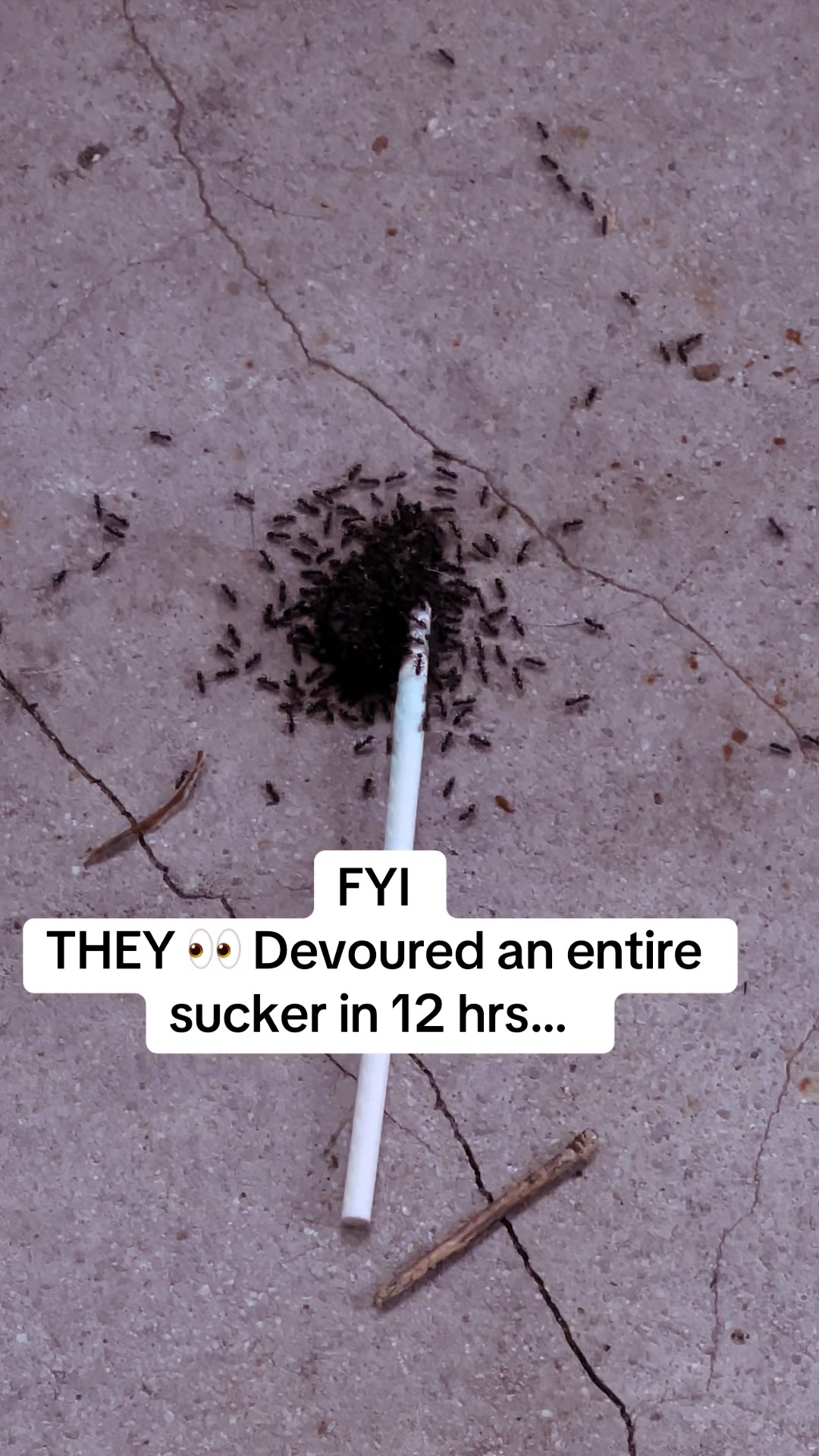 @Tee