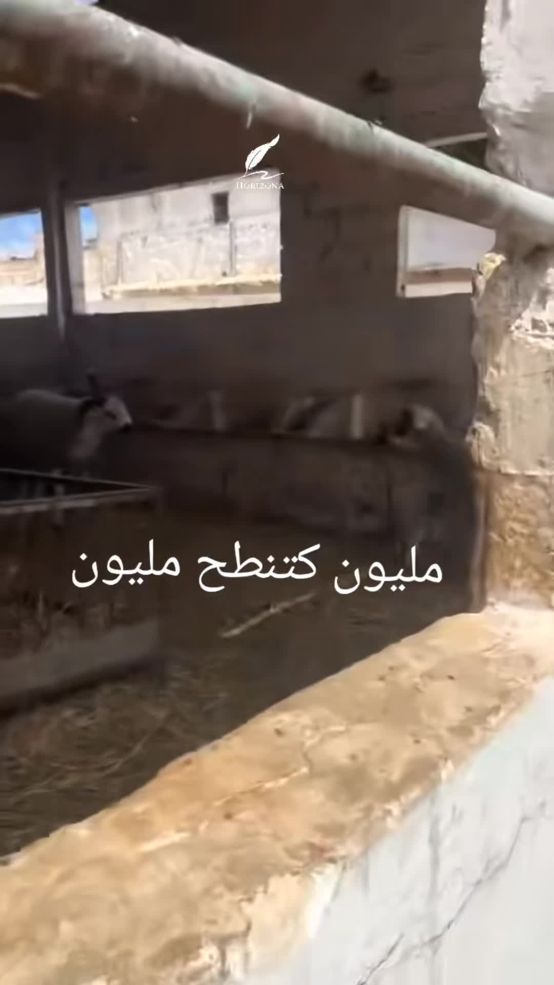 @fatia