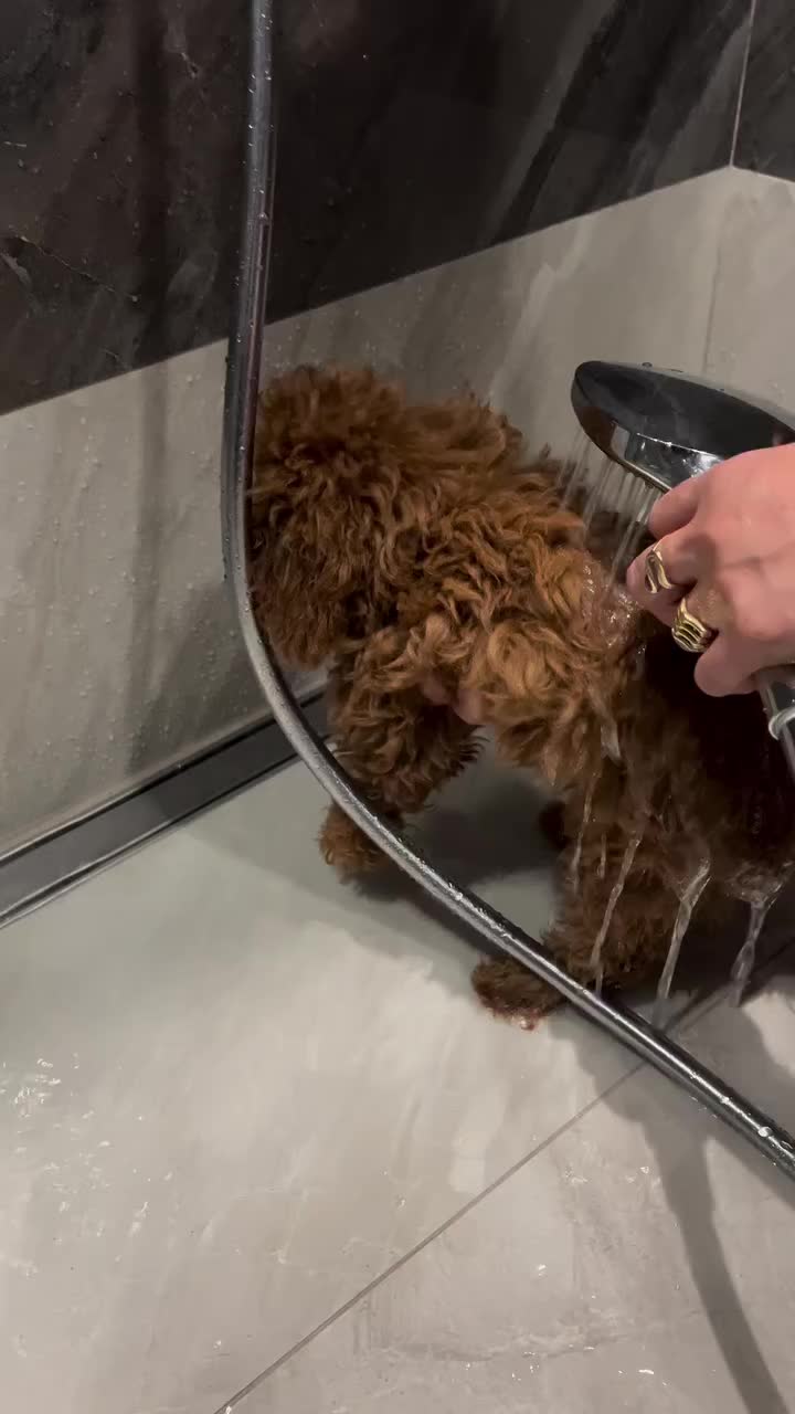 @homeraisedtinypoodles
